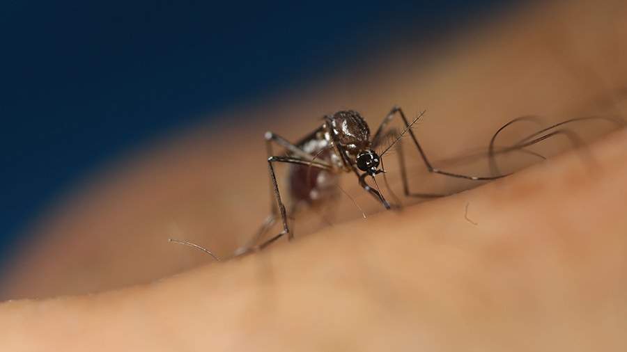 Укус комара у ребенка фото